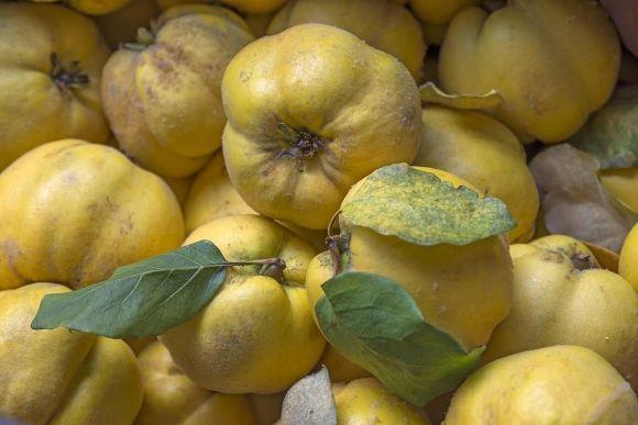 Недооцінена айва. Або користь «золотого яблука» при діабеті - 2 изображение