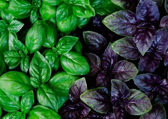 Базилік: 5 потенційних переваг для людей з діабетом - 2 изображение